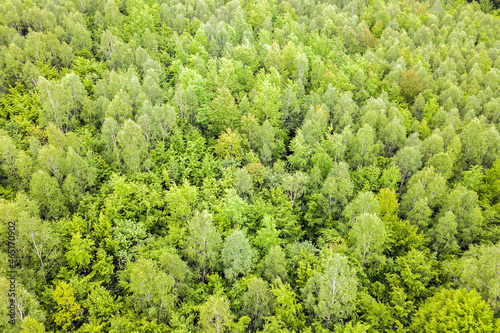Aerial view of green pine forest with canopies of spruce trees in summer mountains.