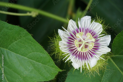 Passiflora foetida (Also called Passiflora foetida, stinking passionflower, wild maracuja, bush passion fruit) with a natural background. It used to treatment for itching and coughs photo