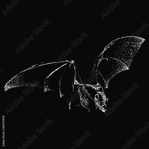 bat vector hand drawing illustration in scratch style. vector isolated element on the black background