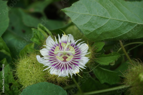 Passiflora foetida (Also called Passiflora foetida, stinking passionflower, wild maracuja, bush passion fruit) with a natural background. It used to treatment for itching and coughs photo