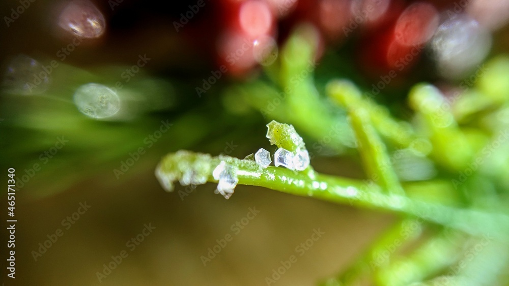 rain drops on a leaf