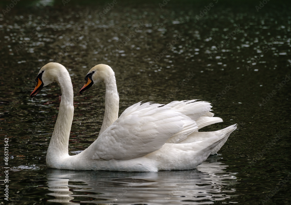 Two graceful white swans swim in the dark water. Two graceful white swans swim in the dark water.