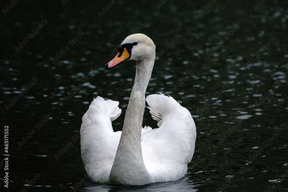 Obraz premium A graceful white swan swimming on a lake with dark water. The white swan is reflected in the water