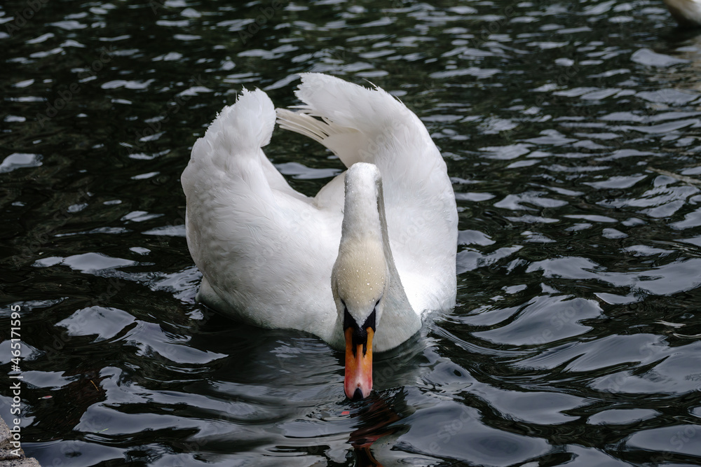 Naklejka premium A graceful white swan swimming on a lake with dark water. The white swan is reflected in the water