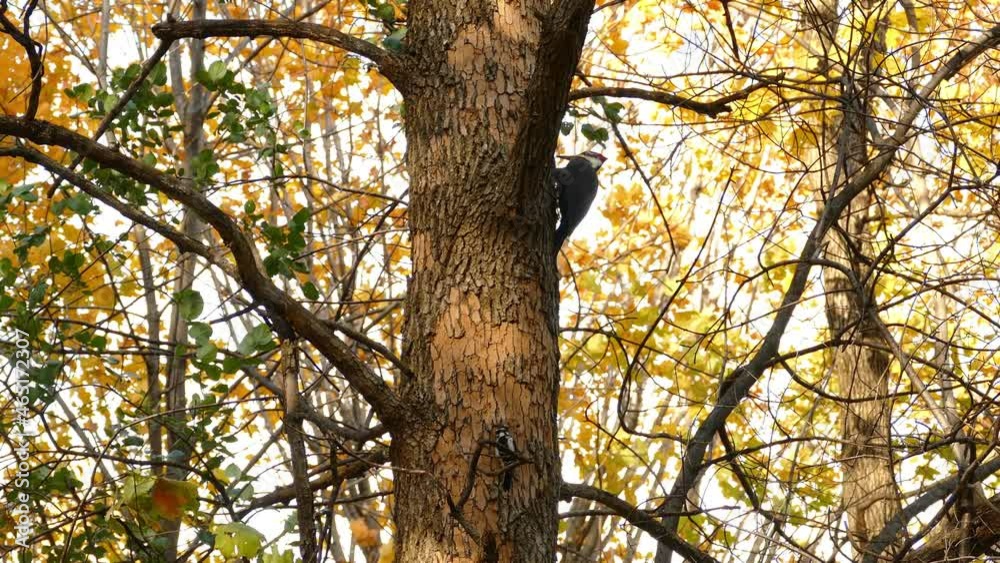 Pileated woodpecker bird on treen trunk pecking a hole, autumn colors in background Pileated woodpecker bird on treen trunk pecking a hole, autumn colors in background