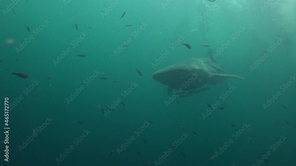 Whale shark (Rhincodon typus) and free divers Whale shark (Rhincodon typus) and free divers