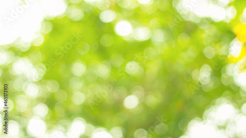 Green eco backdrop. Out of focus background. Light and bokeh. Bright natural park. Blurred environmental backdrop.