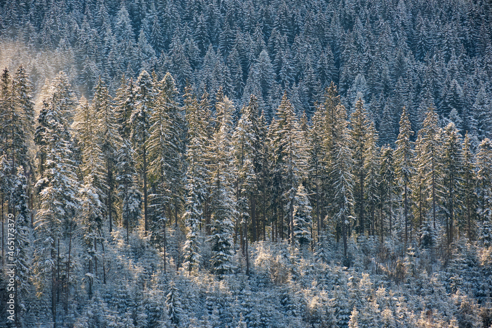 Tall evergreen pine trees during heavy snowfall in winter mountain forest on cold bright day. Tall evergreen pine trees during heavy snowfall in winter mountain forest on cold bright day.