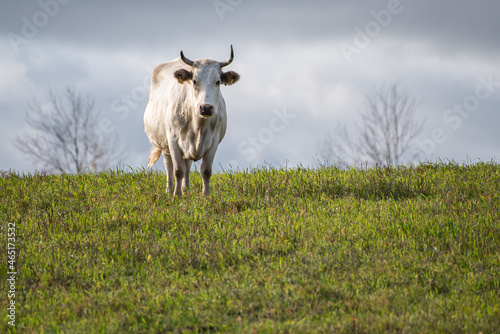 Fototapeta Naklejka Na Ścianę i Meble -  Cow standing in the pasture on autumn day. 
