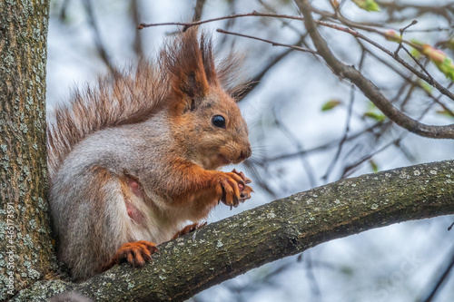 The squirrel with nut sits on a branches in the spring or summer.