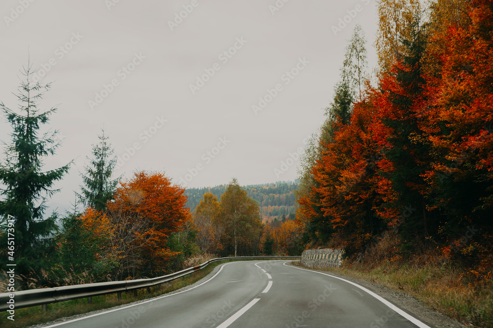 Fototapeta premium fall autumn