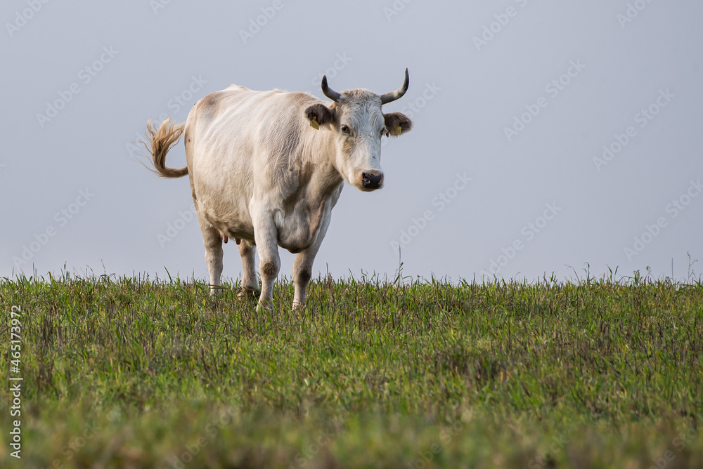 Cow standing in the pasture on autumn day. Cow standing in the pasture on autumn day.