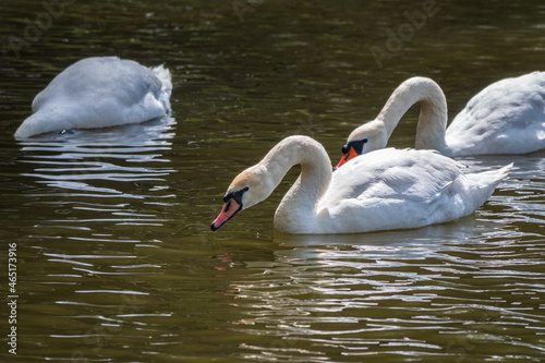 Graceful white Swans swimming in the lake  swans in the wild