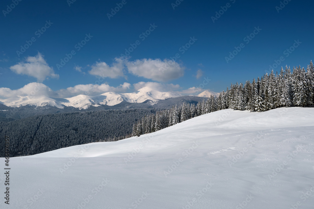 Winter landscape with high mountain hills covered with evergreen pine forest after heavy snowfall on cold wintry day.