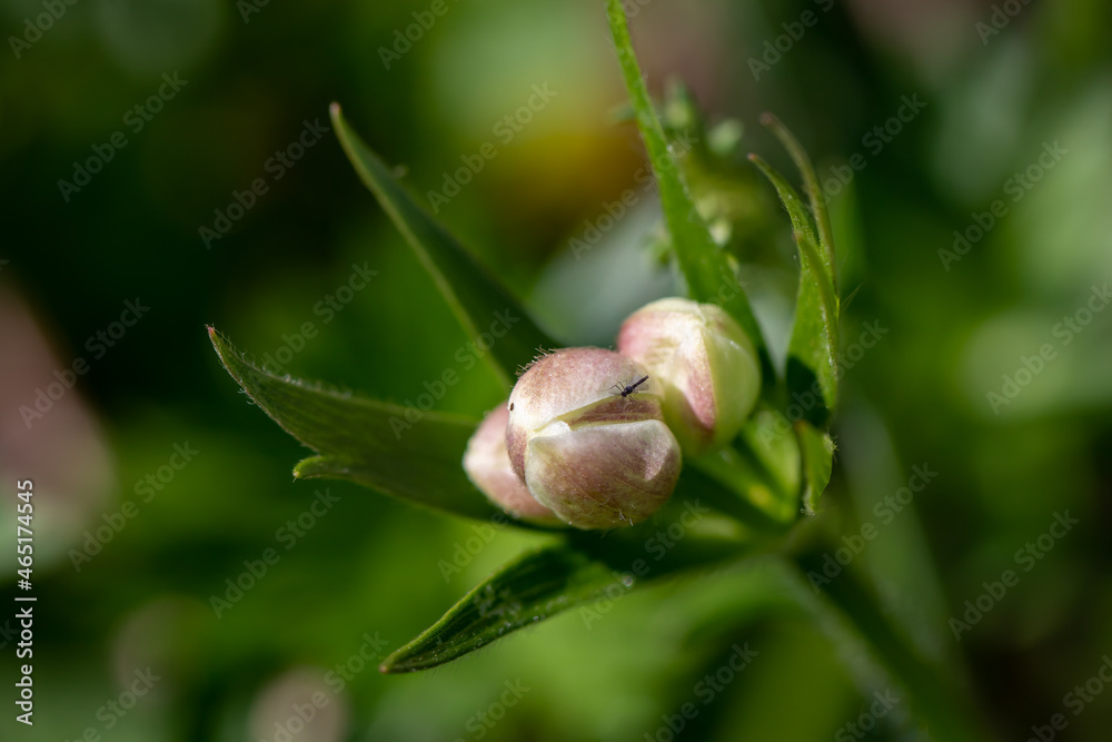 Anemonastrum narcissiflorum flower growing in mountains, close up shoot Anemonastrum narcissiflorum flower growing in mountains, close up shoot