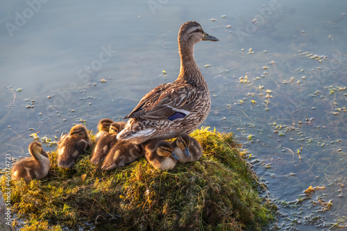 Tableau sur toile Adult duck with many ducklings sits on green shore of pond