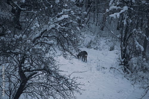 Roe deer searching for food in snow. Cold harsh winter time for wild animals. Survival in the forest. Selective focus on the mammal, blurred background.