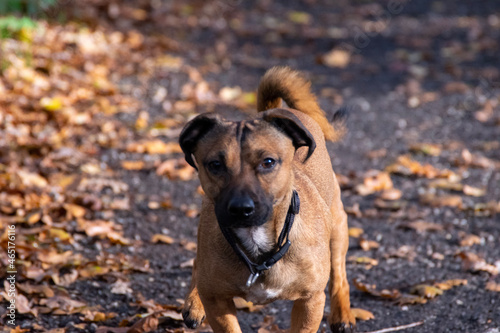 jack russell terrier