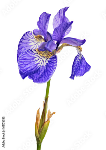 iris blue one large bloom isolated on white