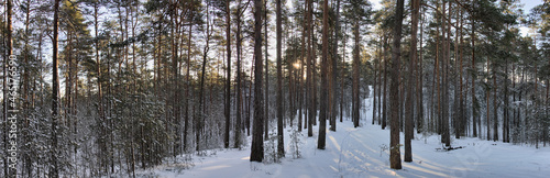 snow pine forest iat low sun