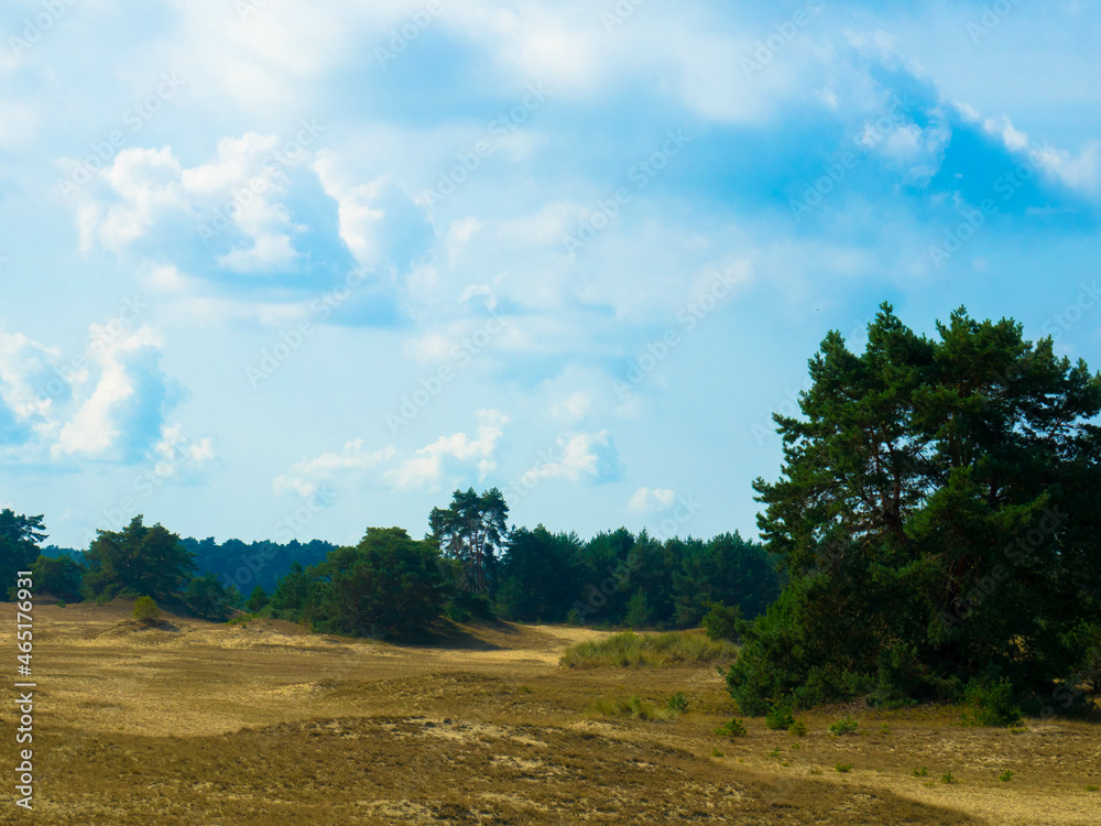 Obraz premium Panoramic view of a amazing landscape with driftsand in the National Park Hoge Veluwe. Province of Gelderland, Netherlands.