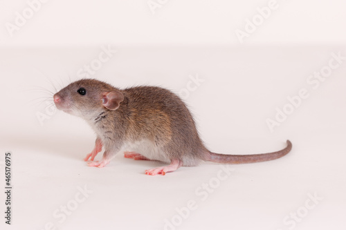 studio portrait of a rat