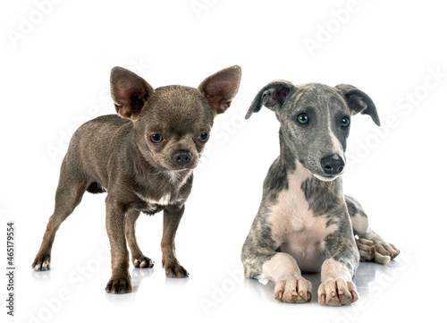 English Whippet and chihuahua in studio