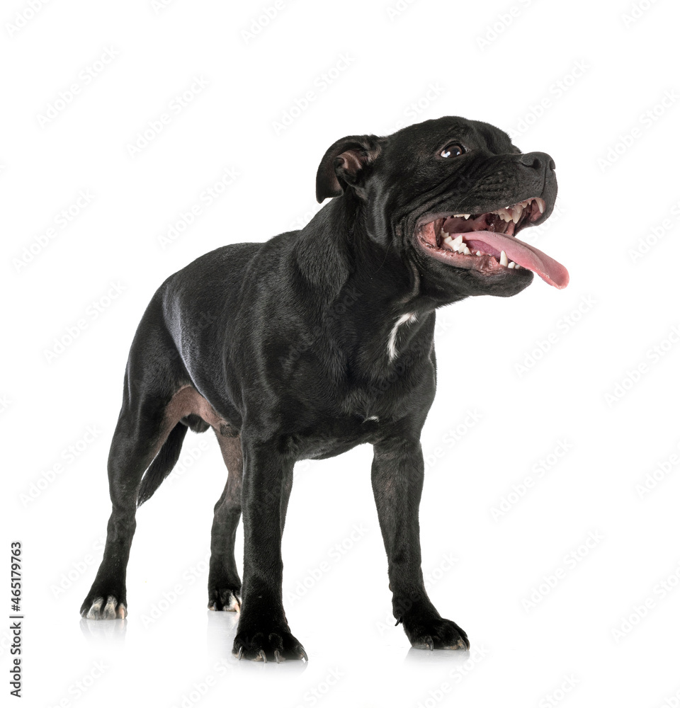 staffordshire bull terrier