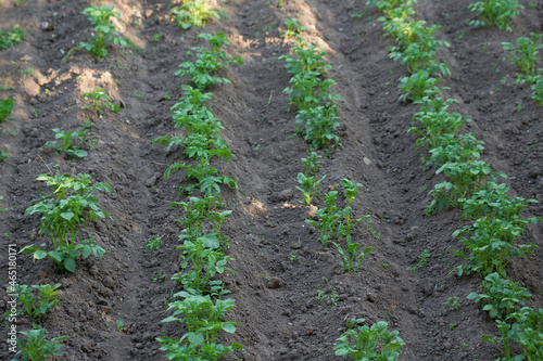 Potatoes grow on black soil. A photo with a shallow depth of field.
