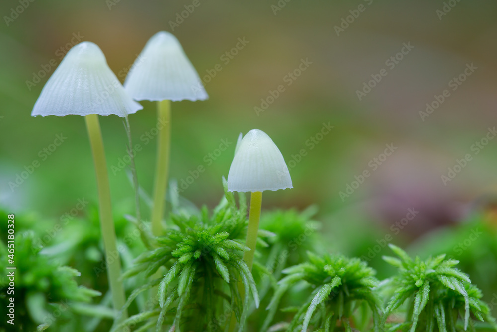 Mushrooms containing psilocybin. grow in the forest. Hallucinogenic mushrooms in their natural environment. Mushrooms containing psilocybin. grow in the forest. Hallucinogenic mushrooms in their natural environment.
