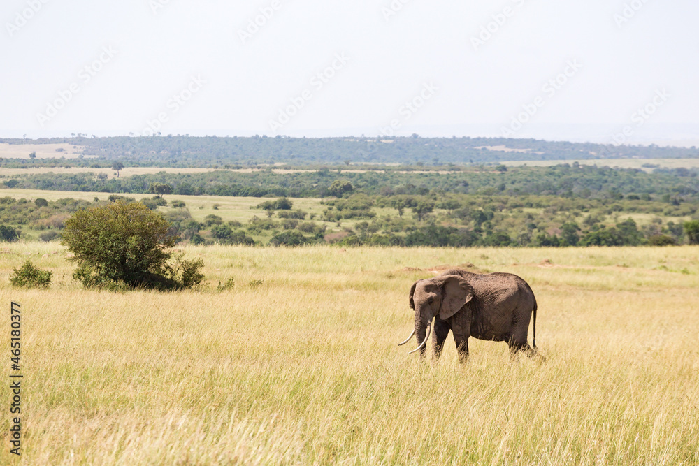 Lonely Elephant walking in the savanna