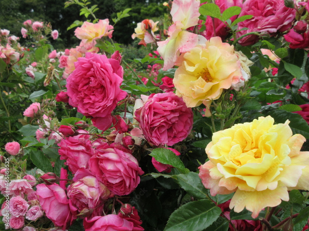 red pink and yellow garden roses flowerbed in 2021 red pink and yellow garden roses flowerbed in 2021