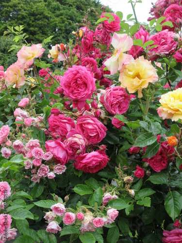 red pink and yellow garden roses flowerbed in 2021
