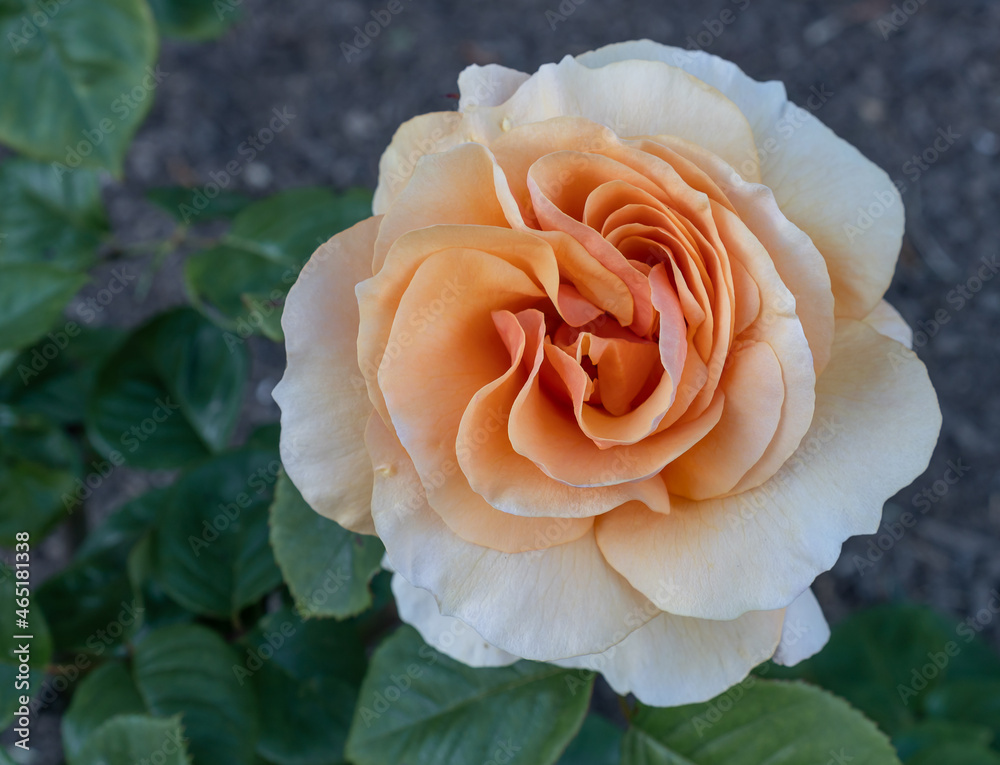 rose in garden rose in garden