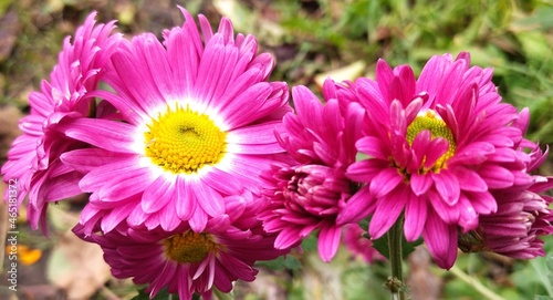 pink flowers