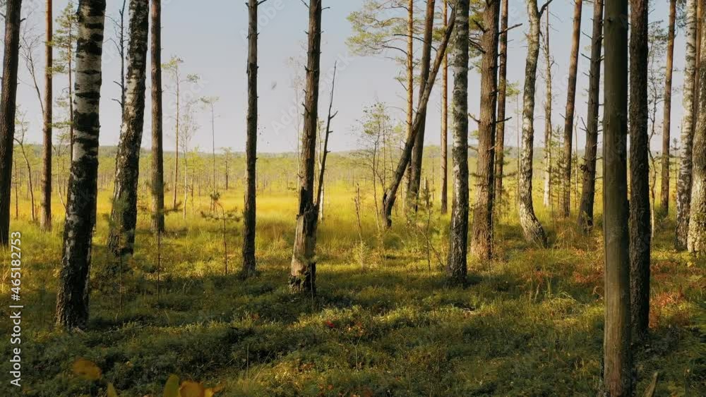 Calm Cinematic Flight Through Wild Autumn Forest Near marsh swamp bog. Trees In Mixed Forest In Autumn Sunny Day. Forest Wonderland Landscape 4K Calm Cinematic Flight Through Wild Autumn Forest Near marsh swamp bog. Trees In Mixed Forest In Autumn Sunny Day. Forest Wonderland Landscape 4K