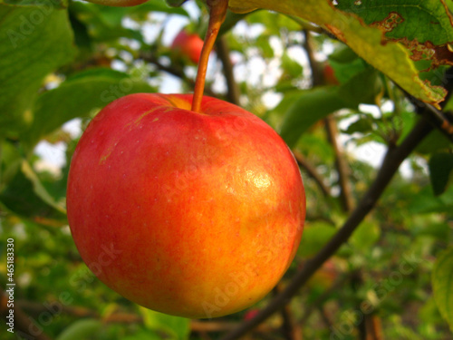 Red appetizing apple growing on a  tree