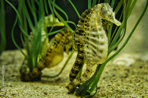 seahorse pair in sea grass. interesting to watch.