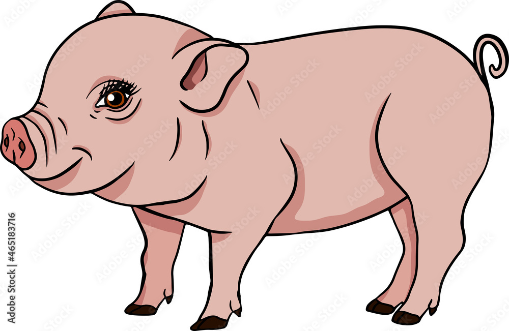 Pig. Vector illustration of piglet head isolated on white background. Clip art of farm animal in sketch realistic style. Illustration for label, poster, print and design. Pig. Vector illustration of piglet head isolated on white background. Clip art of farm animal in sketch realistic style. Illustration for label, poster, print and design.
