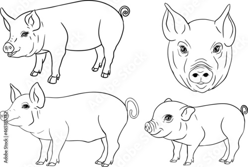 Pig. Vector illustration of piglet head isolated on white background. Clip art of farm animal in sketch realistic style. Illustration for label, poster, print and design.