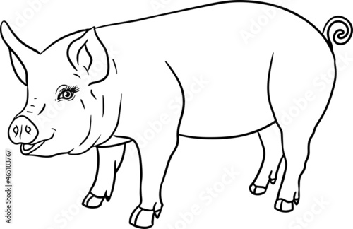Pig. Vector illustration of piglet head isolated on white background. Clip art of farm animal in sketch realistic style. Illustration for label, poster, print and design.