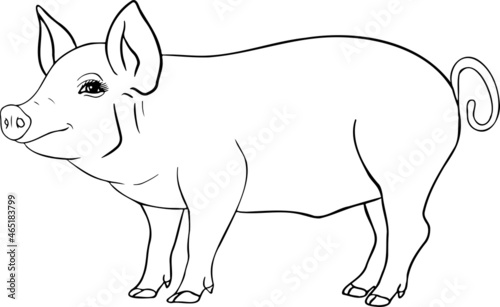 Pig. Vector illustration of piglet head isolated on white background. Clip art of farm animal in sketch realistic style. Illustration for label, poster, print and design.