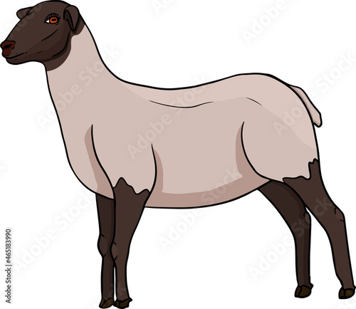 Sheep. Hand drawn cattle  animal grazing vector illustration. Farm pets. Illustration for label  poster  print and design. Clip art of farm animal in sketch realistic style.