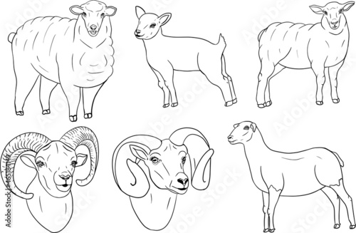 Sheep. Hand drawn cattle  animal grazing vector illustration. Farm pets. Illustration for label  poster  print and design. Clip art of farm animal in sketch realistic style.