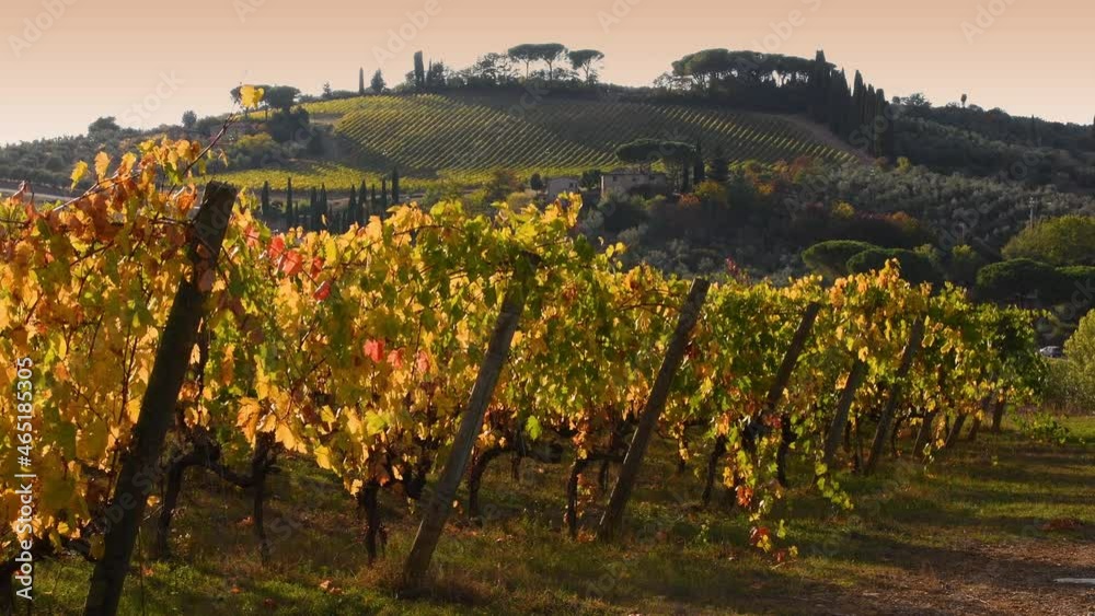 the rows of the beautiful vineyards of the Chianti area between Florence and Siena in the autumn swayng in the wind and light up and turn yellow in the light of the sunset. Chianti Area. Italy.