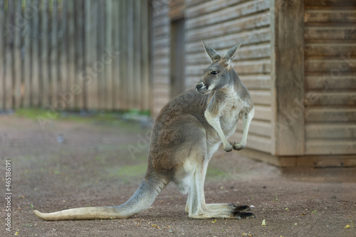 Känguru im Zoo