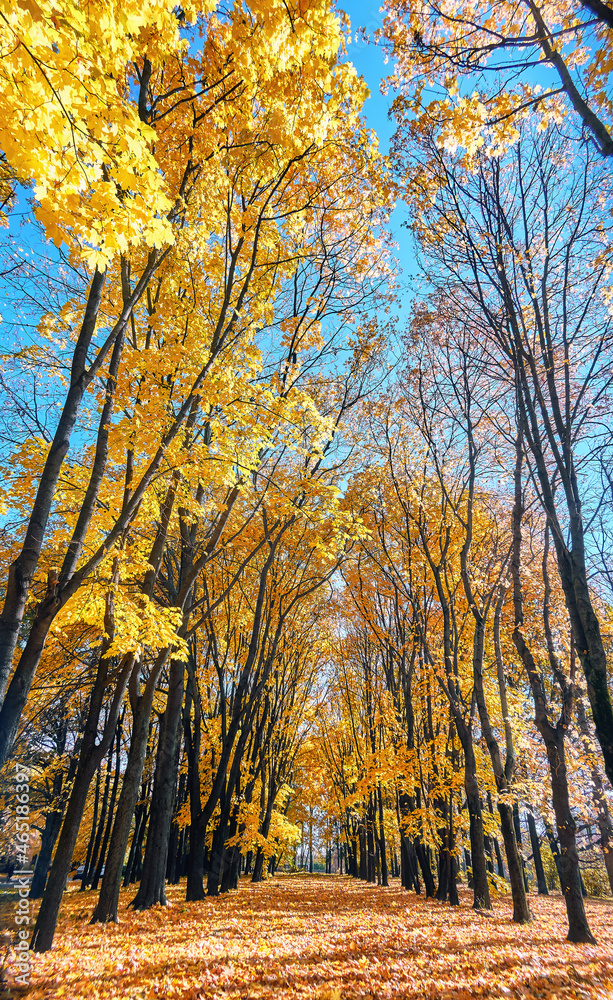 Fototapeta premium Golden maple tree alley in autumn Moscow