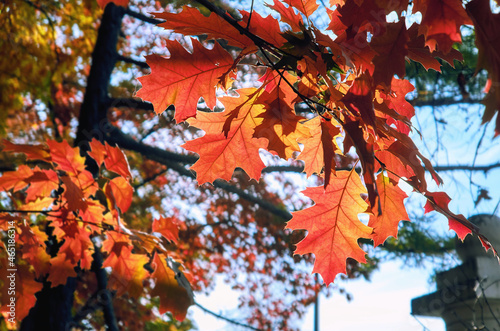 Golden maple tree alley in autumn Moscow