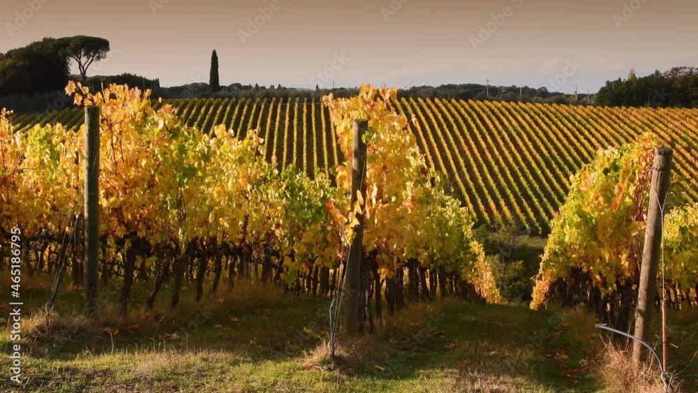the rows of the beautiful vineyards of the Chianti area between Florence and Siena in the autumn swayng in the wind and light up and turn yellow in the light of the sunset. Chianti Area. Italy.