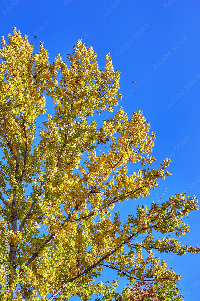 Golden maple tree alley in autumn Moscow Golden maple tree alley in autumn Moscow